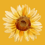 watercolor illustration of a sunflower in rich yellows and golds